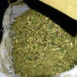 Créditos para yerba mate en Misiones: yerba canchada en un secadero de Campo Ramón