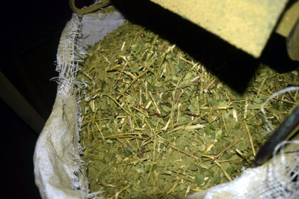 Créditos para yerba mate en Misiones: yerba canchada en un secadero de Campo Ramón