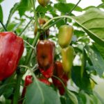 Cultivo de pimiento en chacras tabacaleras de Misiones bajo invernadero