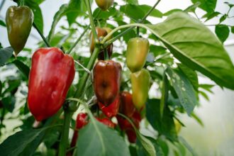Cultivo de pimiento en chacras tabacaleras de Misiones bajo invernadero
