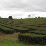 Precio del té en Misiones: plantación de té cerca de Guaraní y Oberá