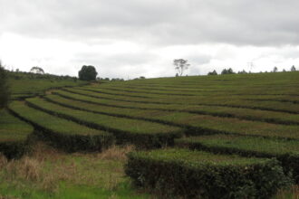 Precio del té en Misiones: plantación de té cerca de Guaraní y Oberá