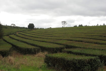Precio del té en Misiones: plantación de té cerca de Guaraní y Oberá