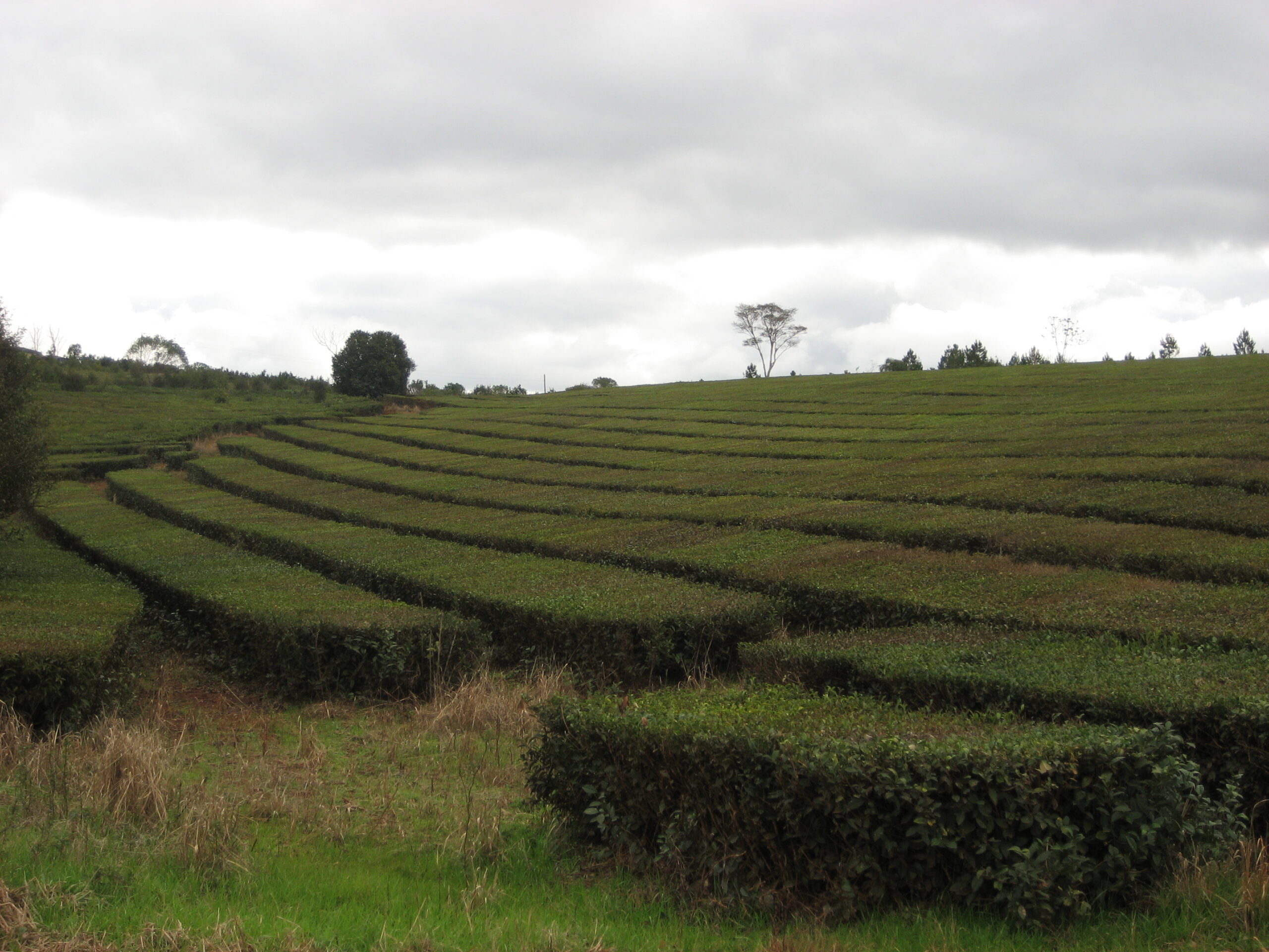 Precio del té en Misiones: plantación de té cerca de Guaraní y Oberá
