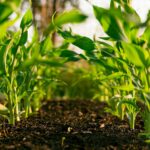 Cumbre de agricultura sostenible en Posadas: chacra y producción