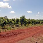 Fiesta de la Yerba Mate en Apóstoles: plantación de yerba en Misiones