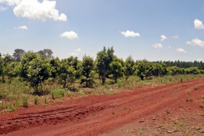 Fiesta de la Yerba Mate en Apóstoles: plantación de yerba en Misiones