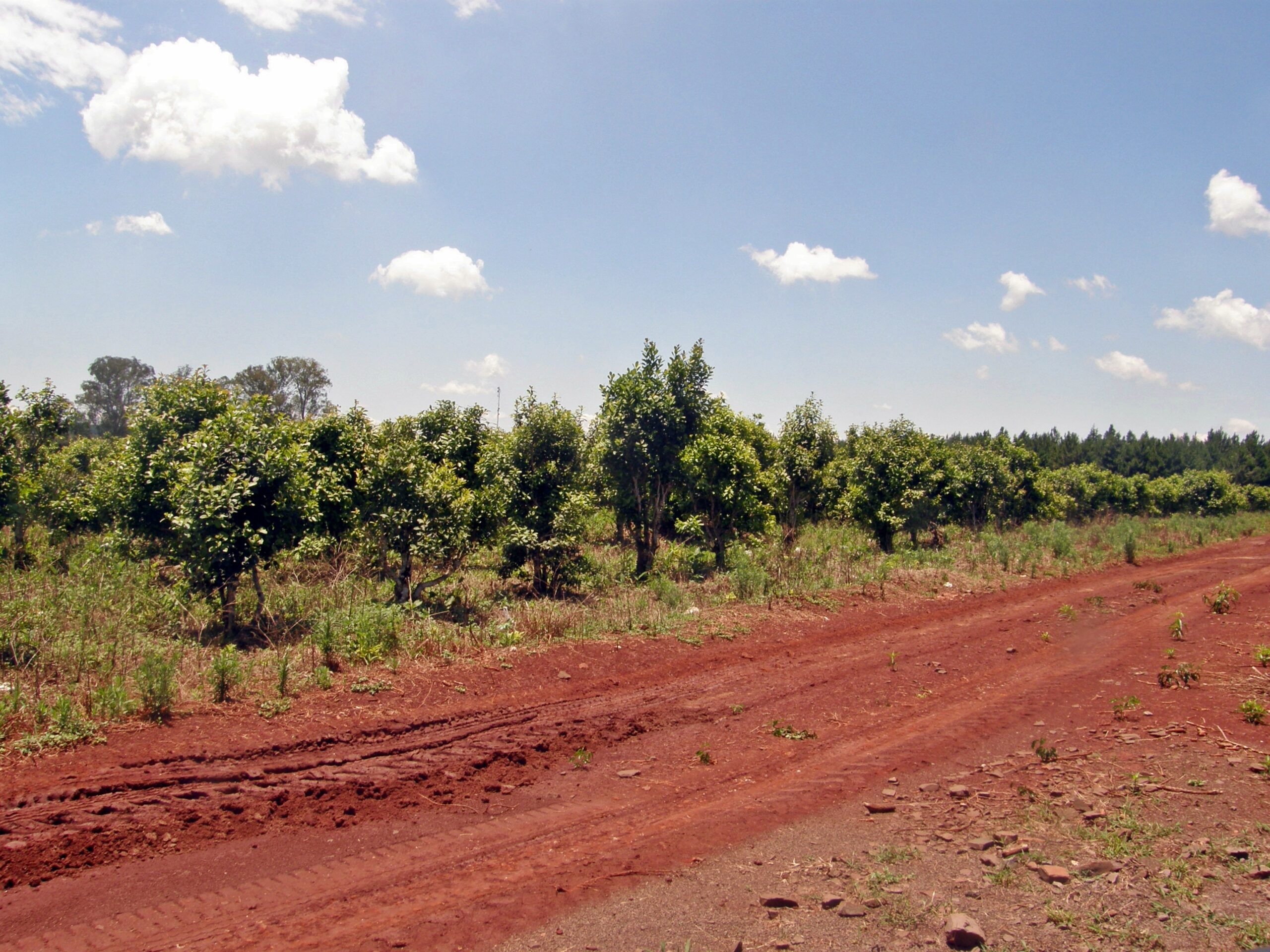 Fiesta de la Yerba Mate en Apóstoles: plantación de yerba en Misiones