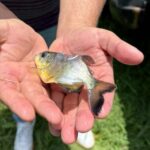 Alevines de Pacu