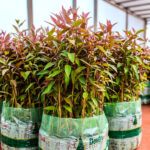 Plantines del Programa Leña Renovable de Misiones