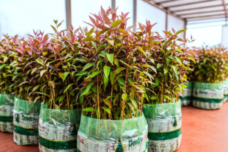 Plantines del Programa Leña Renovable de Misiones
